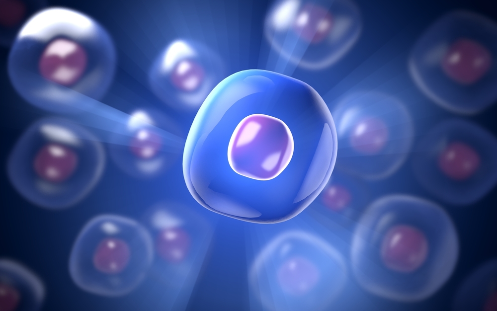 Células-tronco se autorrenovam e dão origem a células especializadas, tecidos e órgãos – mas como?